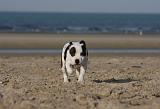 STAFFIE 251